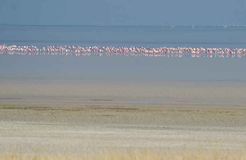 265 - Namibia - Flamencos - parque nacional de Etosha